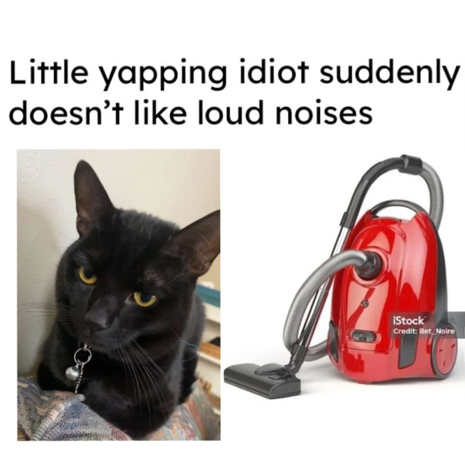 Little yapping idiot suddenly doesn't like loud noises iStock Credit: Bet Noire