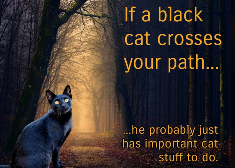 Pablo If a black cat crosses your path... ...he probably just has important cat stuff to do.