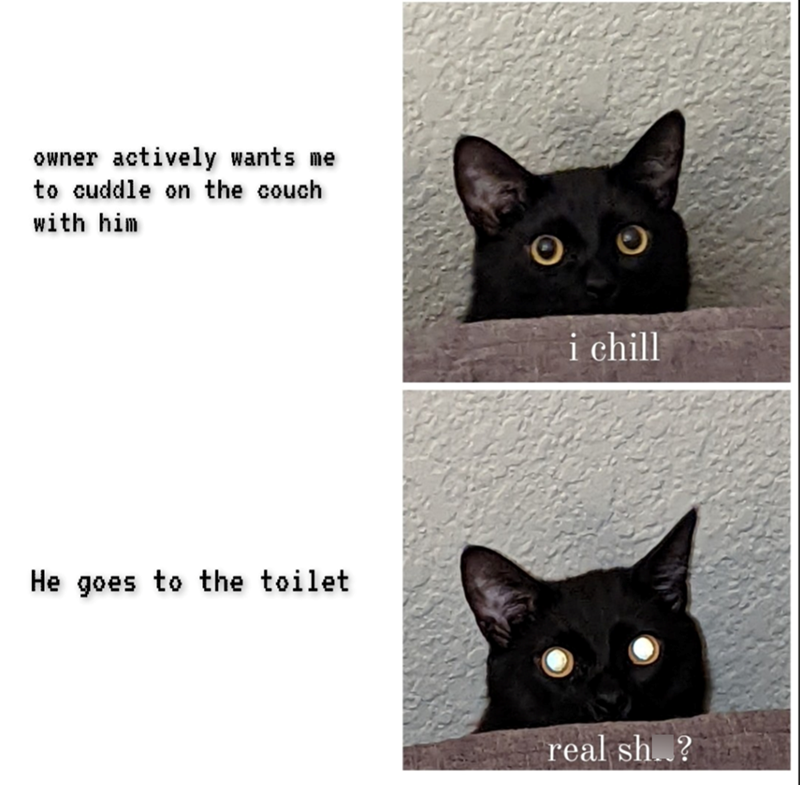 owner actively wants me to cuddle on the couch with him He goes to the toilet i chill real sh..?