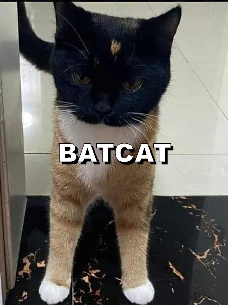 Cheezburger Image 10612149504