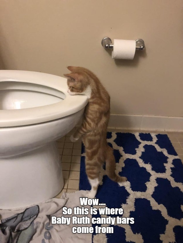 Cheezburger Image 10612183808