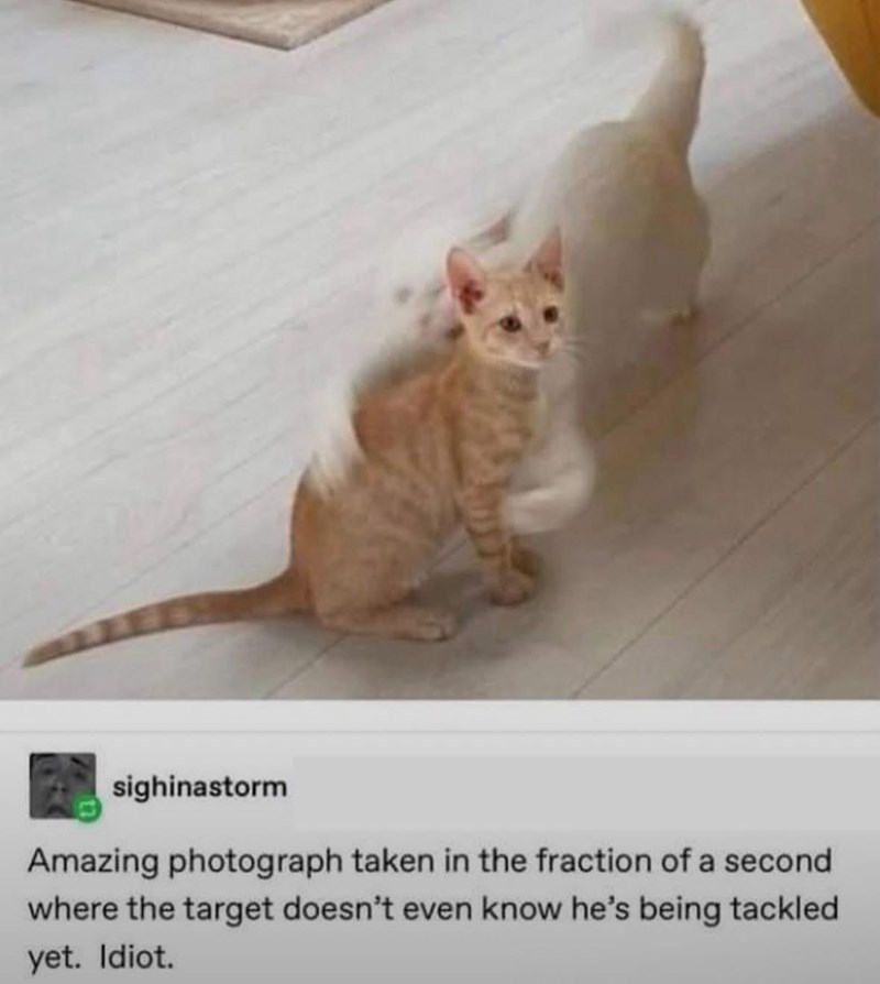 sighinastorm Amazing photograph taken in the fraction of a second where the target doesn't even know he's being tackled yet. Idiot.