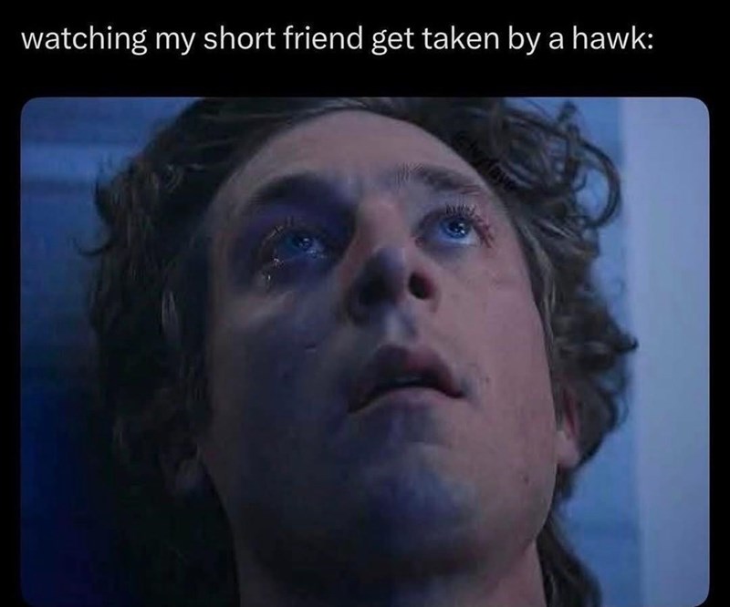watching my short friend get taken by a hawk: