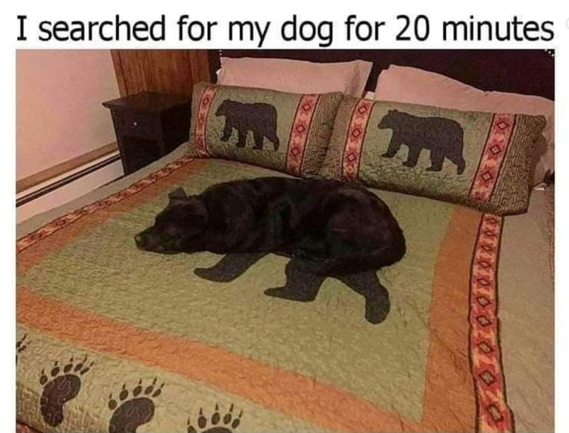 I searched for my dog for 20 minutes