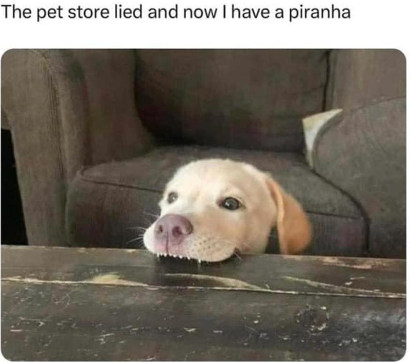 The pet store lied and now I have a piranha