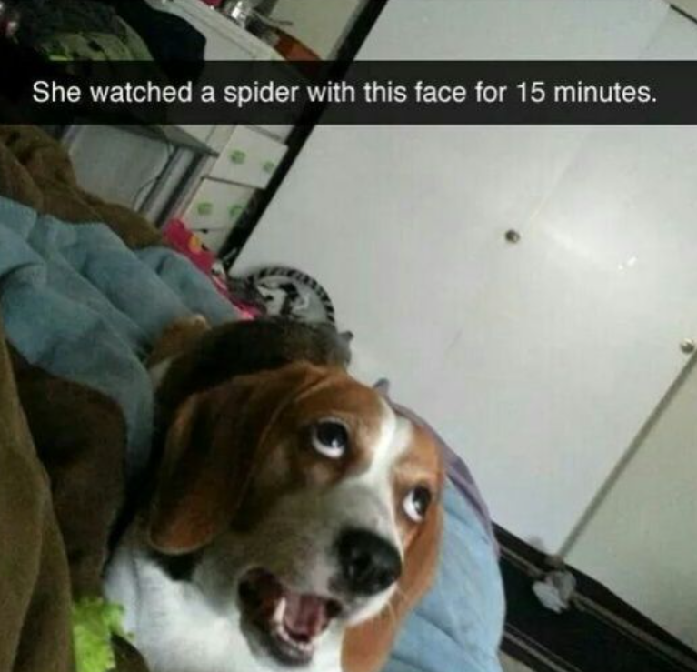 She watched a spider with this face for 15 minutes.