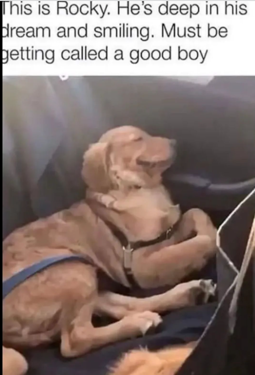 This is Rocky. He's deep in his dream and smiling. Must be getting called a good boy