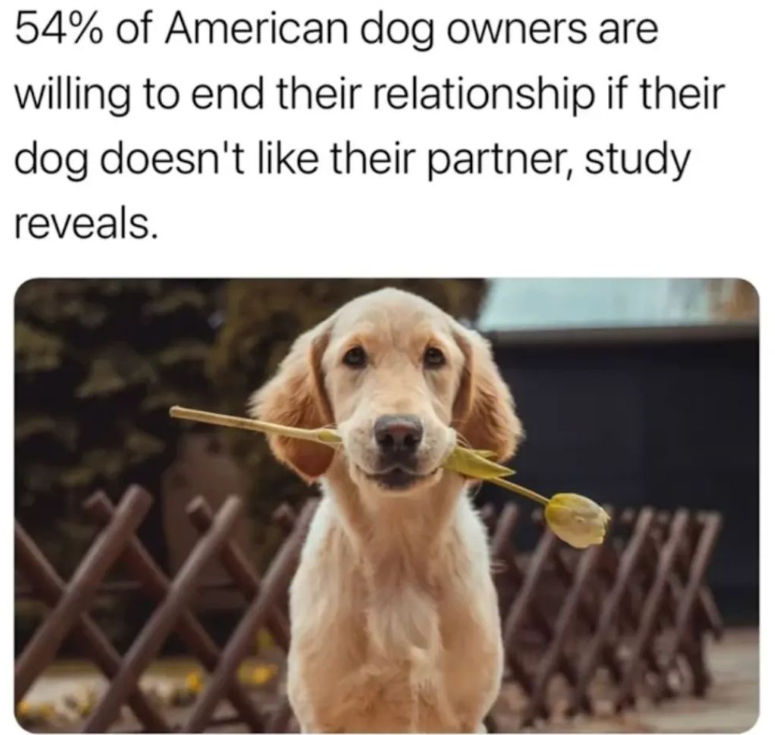 54% of American dog owners are willing to end their relationship if their dog doesn't like their partner, study reveals.