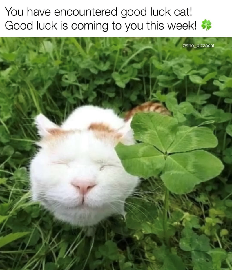 You have encountered good luck cat! Good luck is coming to you this week! @the_pizzacat