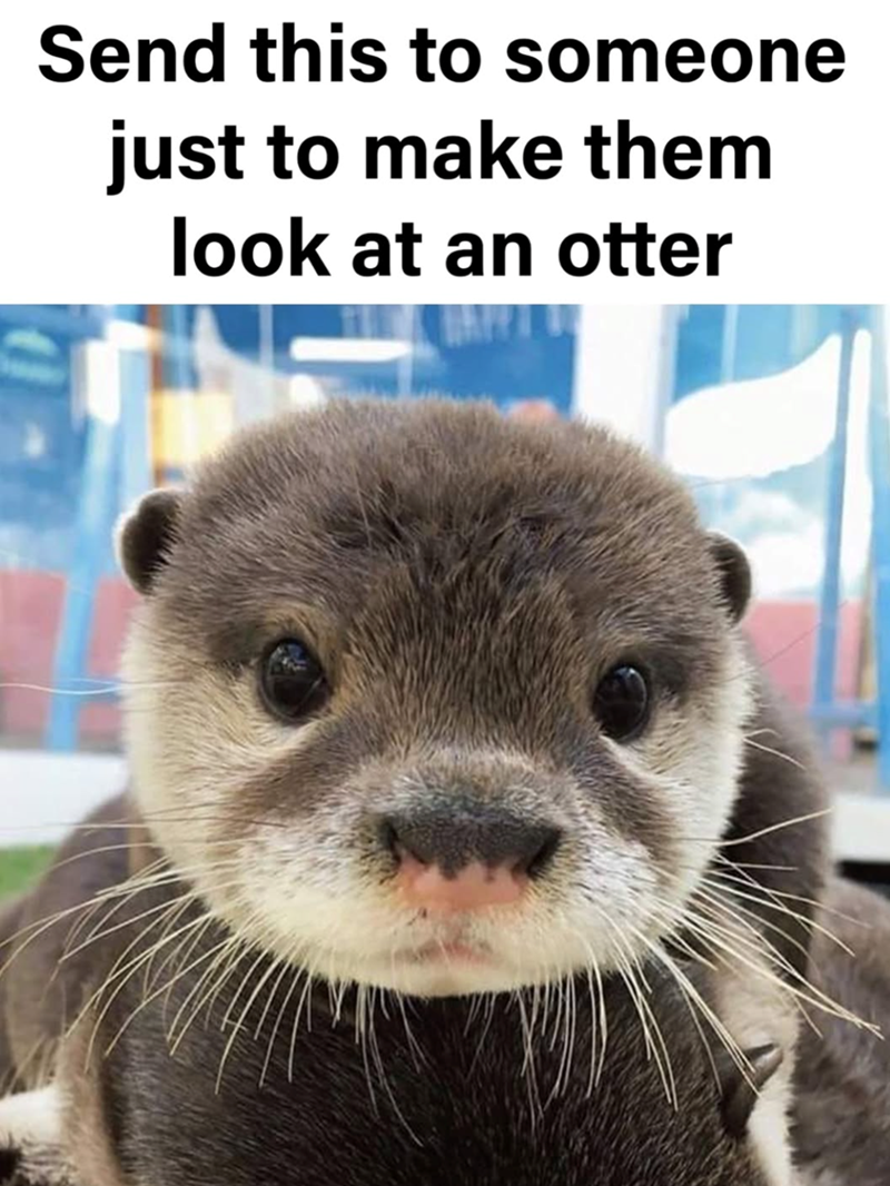Send this to someone just to make them look at an otter