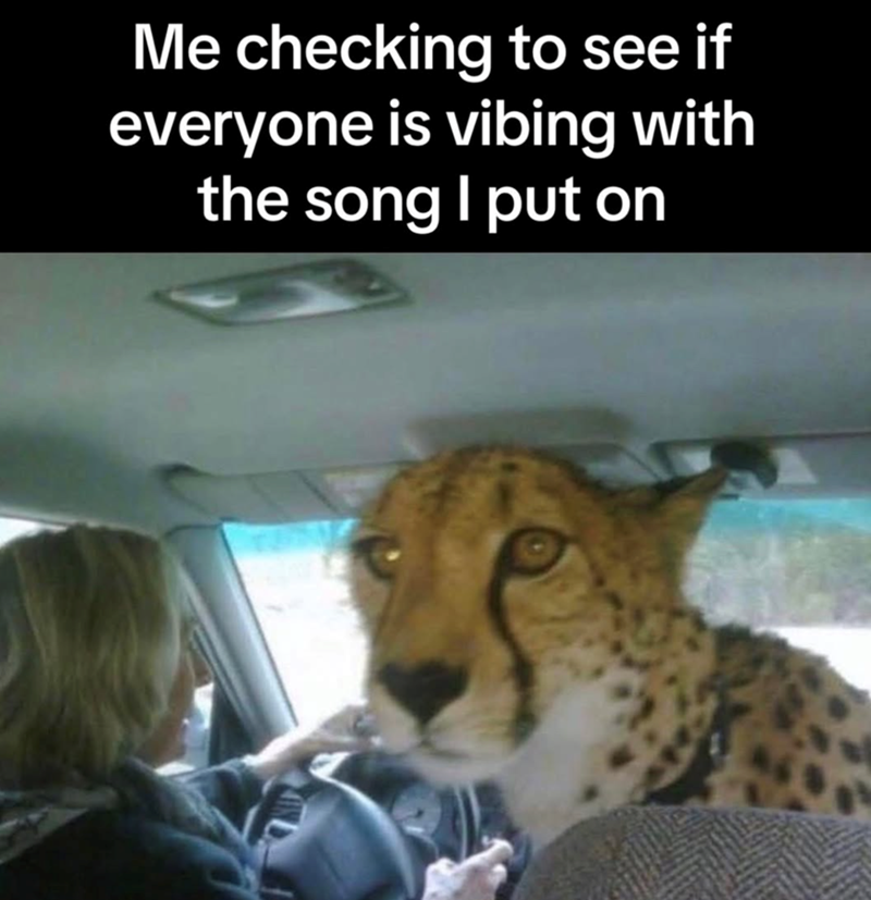 Me checking to see if everyone is vibing with the song I put on