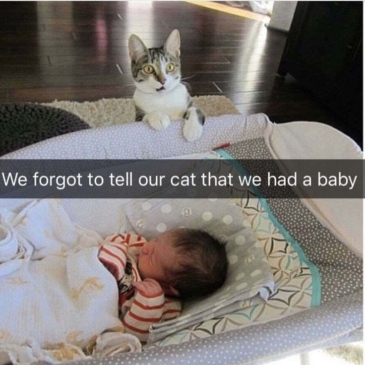 We forgot to tell our cat that we had a baby