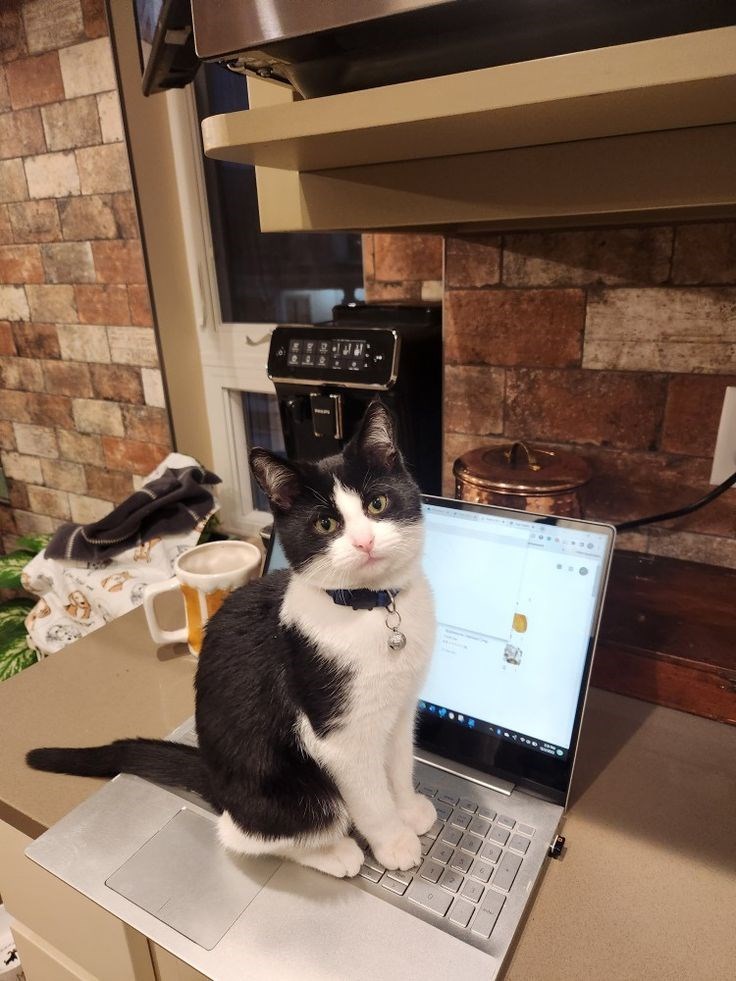 Cheezburger Image 10612278272