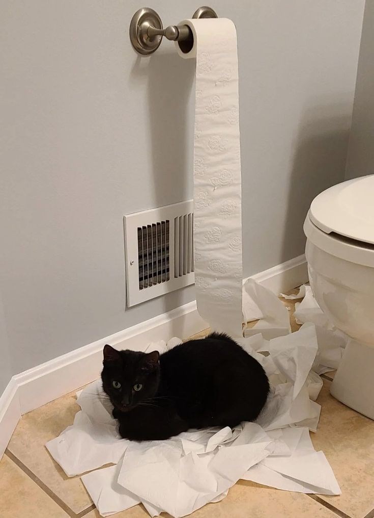 Cheezburger Image 10612278784