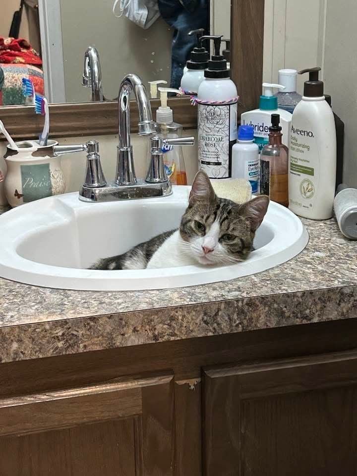 Praise HARCOAL ROSE bride OUNT DE Aveeno. Dally isturizing Eye R