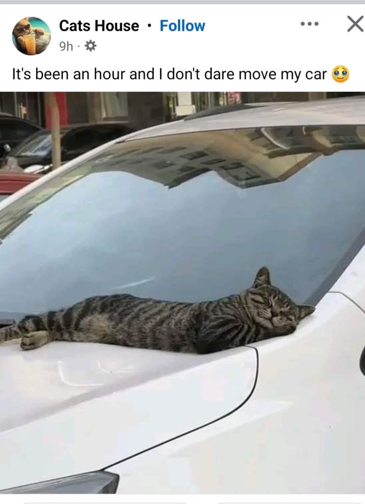 Cats House • Follow 9h * It's been an hour and I don't dare move my car ☑