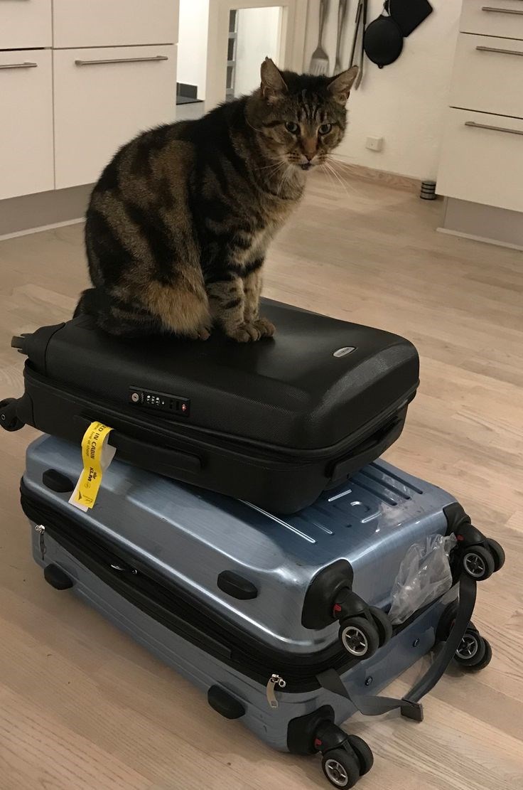 Cheezburger Image 10612280576