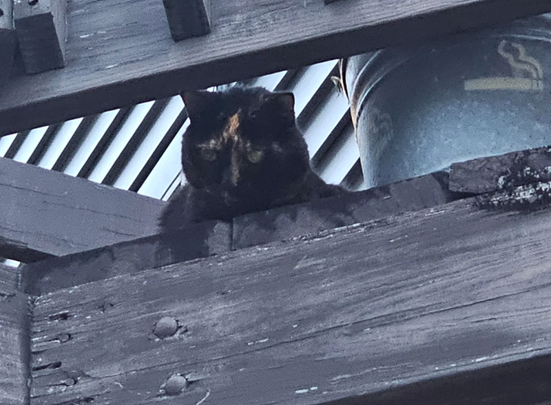 Cheezburger Image 10612288000