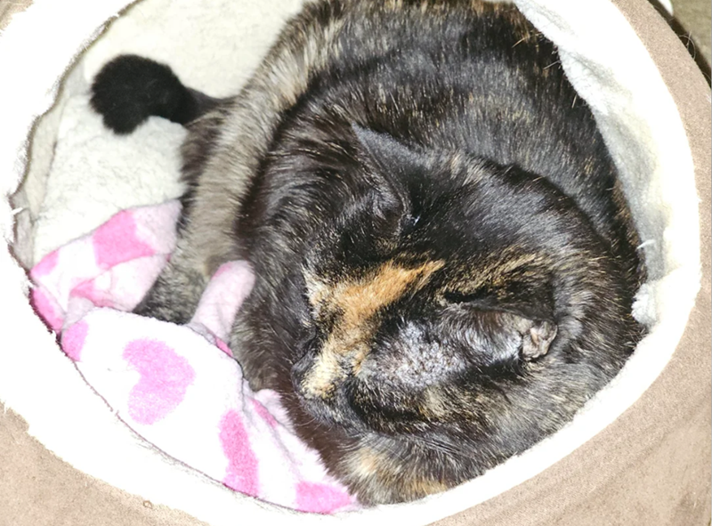 Cheezburger Image 10612288512