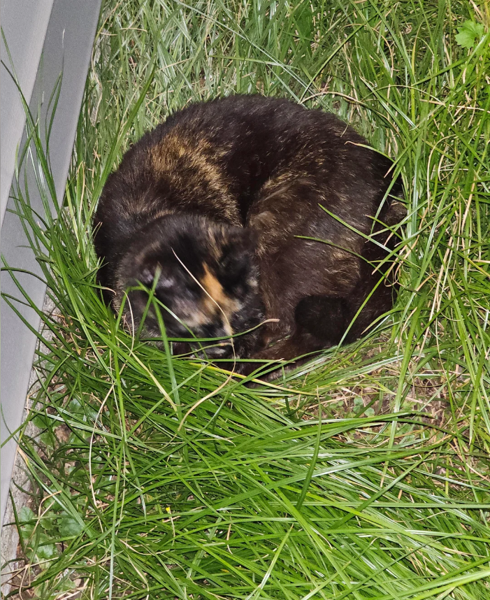 Cheezburger Image 10612288768