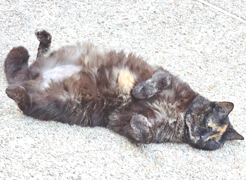 Cheezburger Image 10612289536