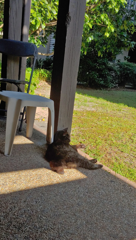 Cheezburger Image 10612290048