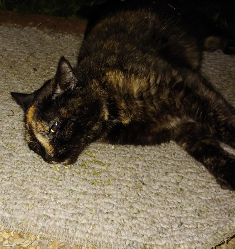 Cheezburger Image 10612290816