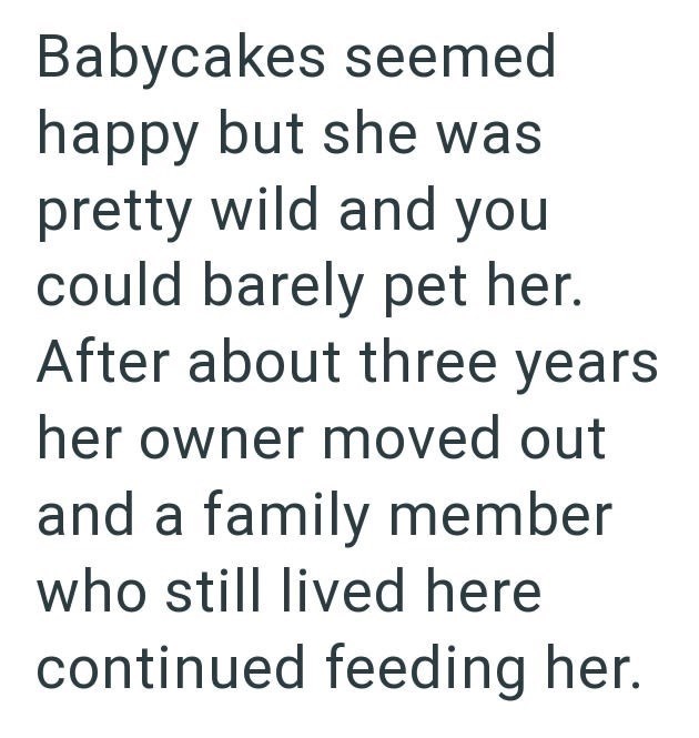 Babycakes seemed happy but she was pretty wild and you could barely pet her. After about three years her owner moved out and a family member who still lived here continued feeding her.
