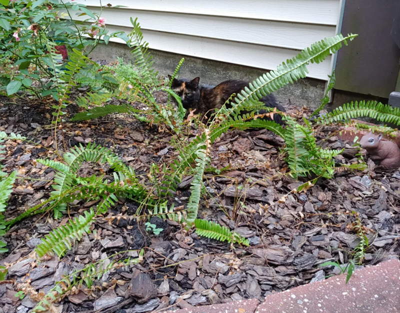 Cheezburger Image 10612293376