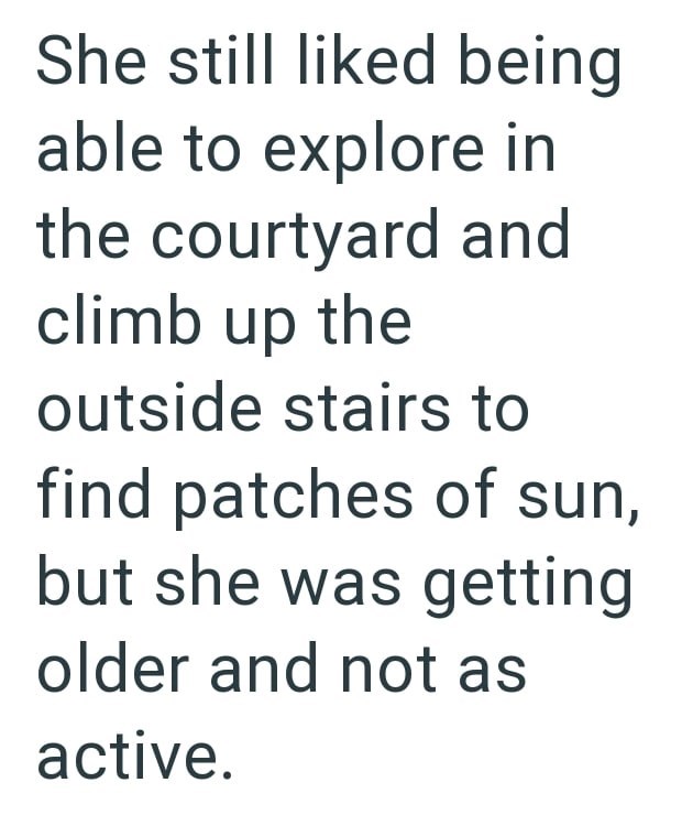 She still liked being able to explore in the courtyard and climb up the outside stairs to find patches of sun, but she was getting older and not as active.