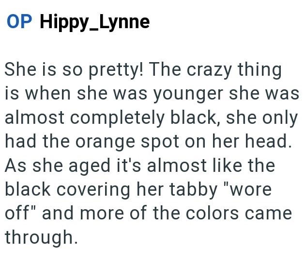 OP Hippy_Lynne She is so pretty! The crazy thing is when she was younger she was almost completely black, she only had the orange spot on her head. As she aged it's almost like the black covering her tabby "wore off" and more of the colors came through.