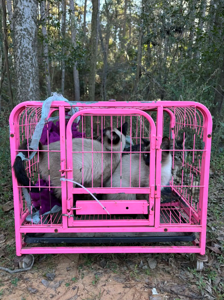 Cheezburger Image 10612304896