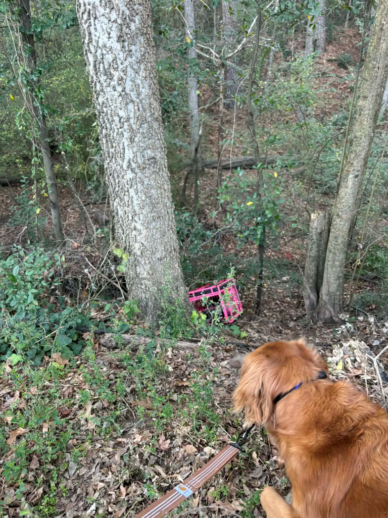 Cheezburger Image 10612305408