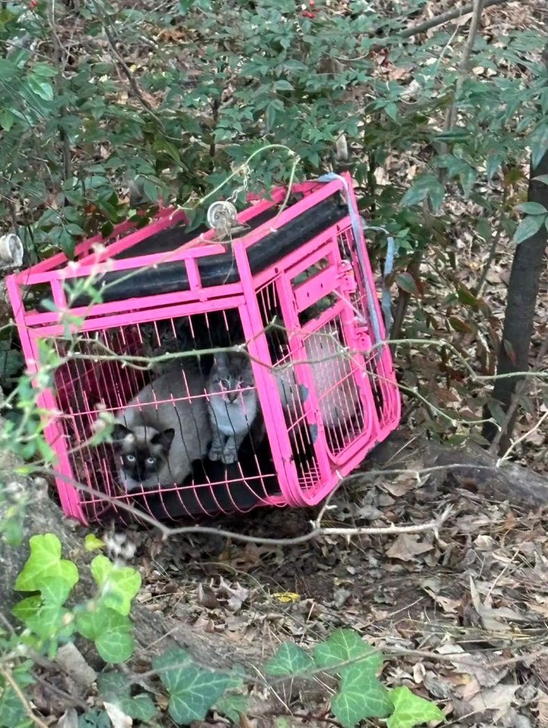 Cheezburger Image 10612305664