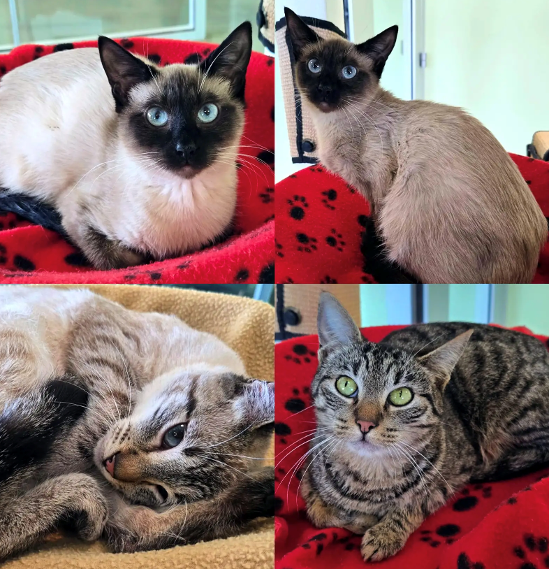 Cheezburger Image 10612305920