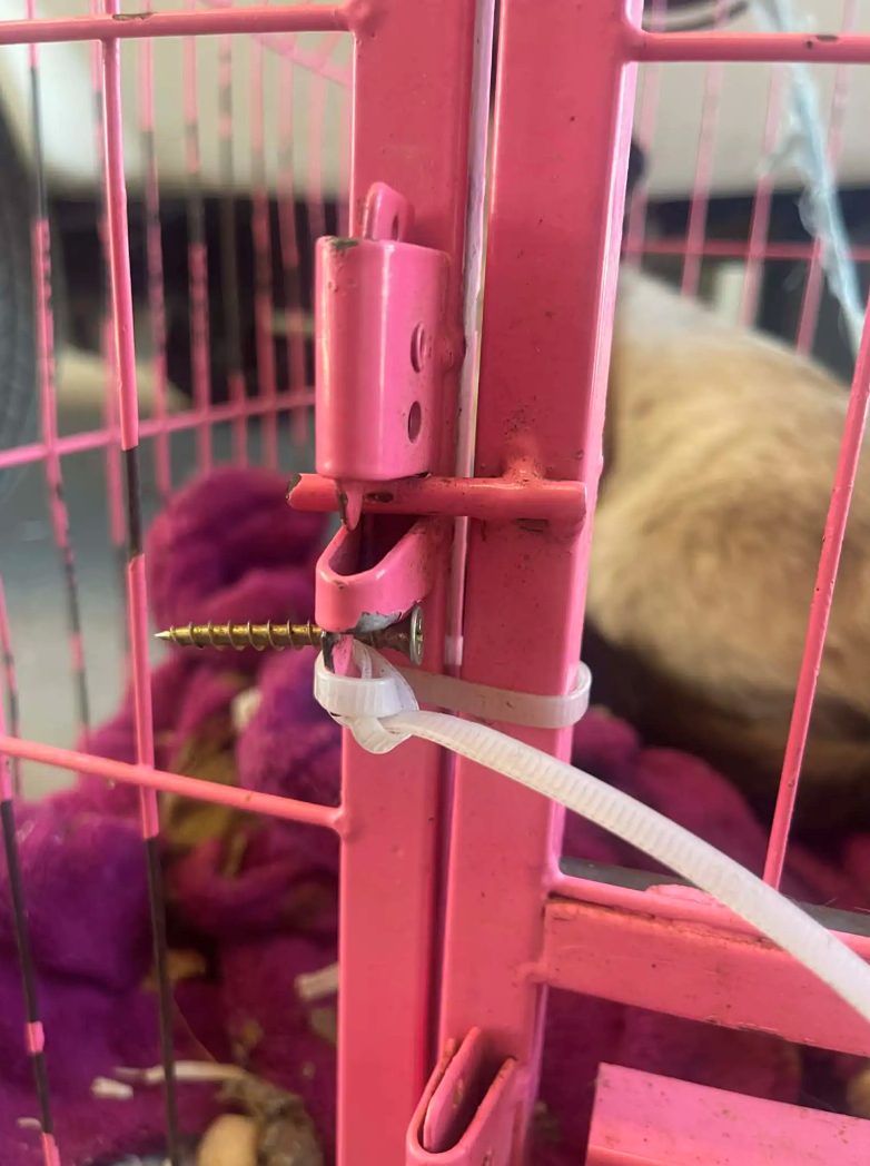 Cheezburger Image 10612306176