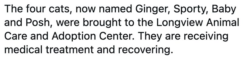 The four cats, now named Ginger, Sporty, Baby and Posh, were brought to the Longview Animal Care and Adoption Center. They are receiving medical treatment and recovering.