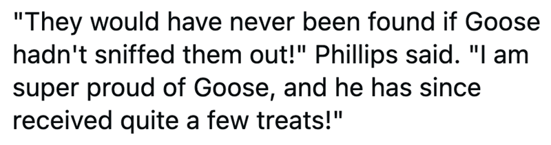 "They would have never been found if Goose hadn't sniffed them out!" Phillips said. "I am super proud of Goose, and he has since received quite a few treats!"