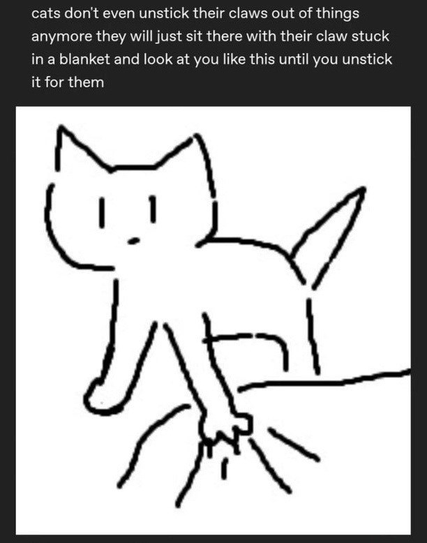 cats don't even unstick their claws out of things anymore they will just sit there with their claw stuck in a blanket and look at you like this until you unstick it for them