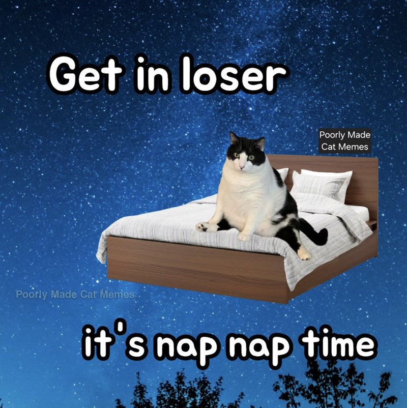 Get in loser Poorly Made Cat Memes Poorly Made Cat Memes:. it's nap nap time