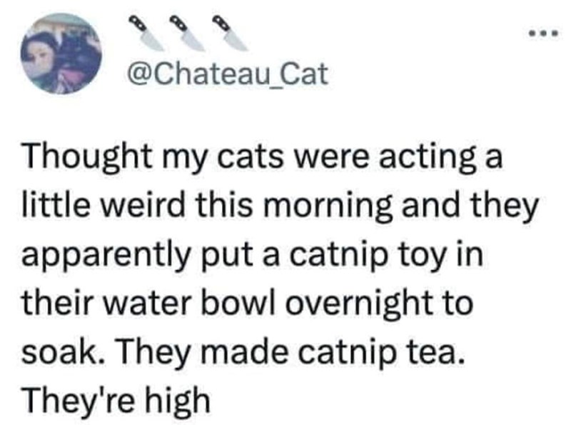 @Chateau_Cat Thought my cats were acting a little weird this morning and they apparently put a catnip toy in their water bowl overnight to soak. They made catnip tea. They're high