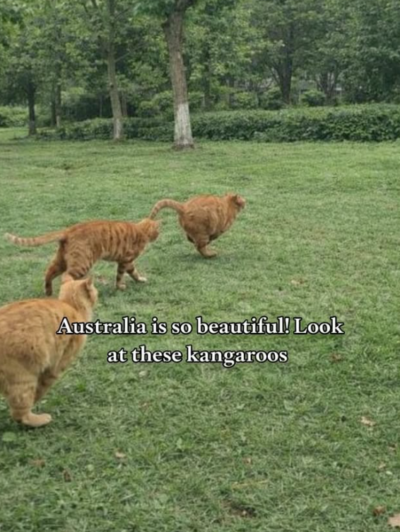 Australia is so beautiful! Look at these kangaroos