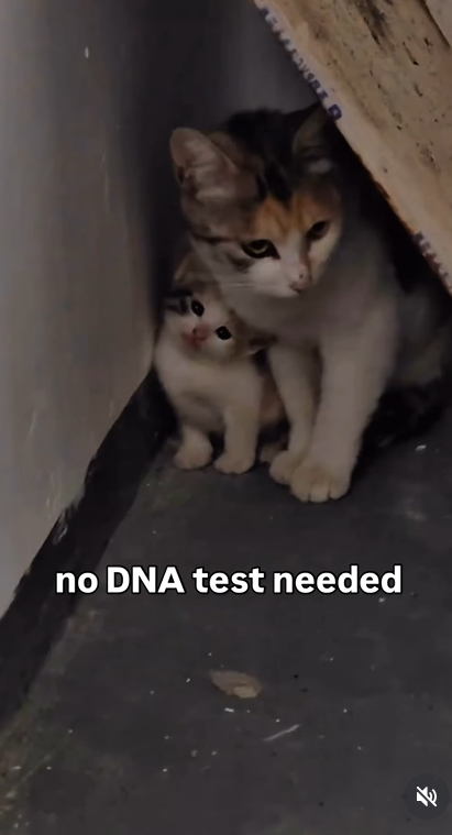 no DNA test needed 5