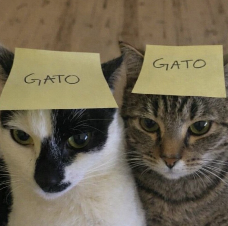 GATO GATO