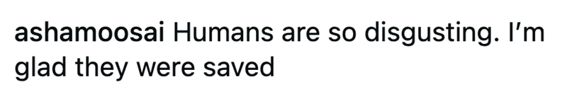 ashamoosai Humans are so disgusting. I'm glad they were saved