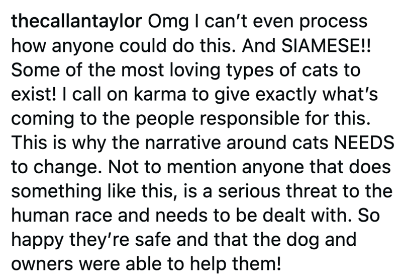 thecallantaylor Omg I can't even process how anyone could do this. And SIAMESE!! Some of the most loving types of cats to exist! I call on karma to give exactly what's coming to the people responsible for this. This is why the narrative around cats NEEDS to change. Not to mention anyone that does something like this, is a serious threat to the human race and needs to be dealt with. So happy they're safe and that the dog and owners were able to help them!