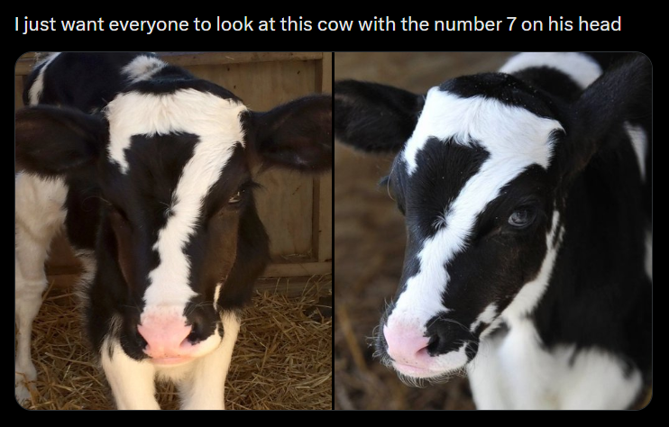 I just want everyone to look at this cow with the number 7 on his head 7 7
