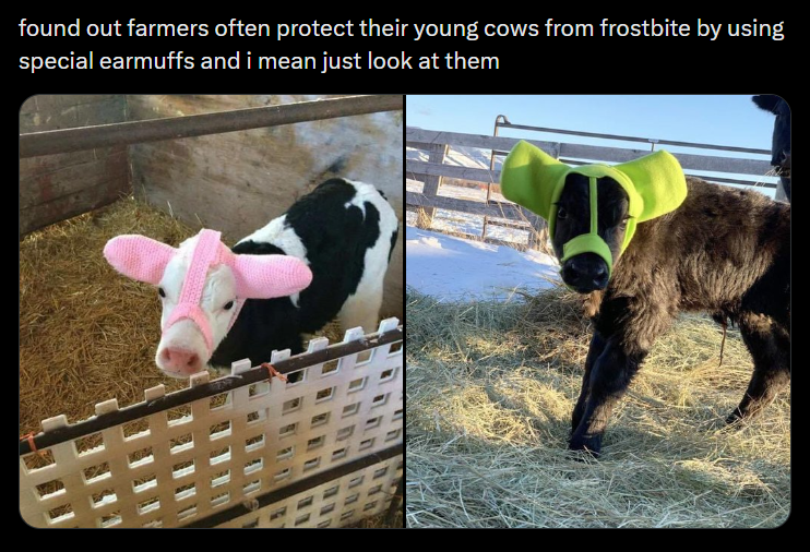 found out farmers often protect their young cows from frostbite by using special earmuffs and i mean just look at them