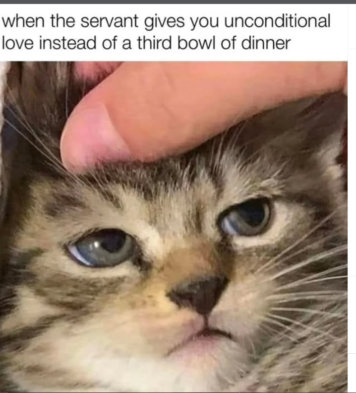 when the servant gives you unconditional love instead of a third bowl of dinner