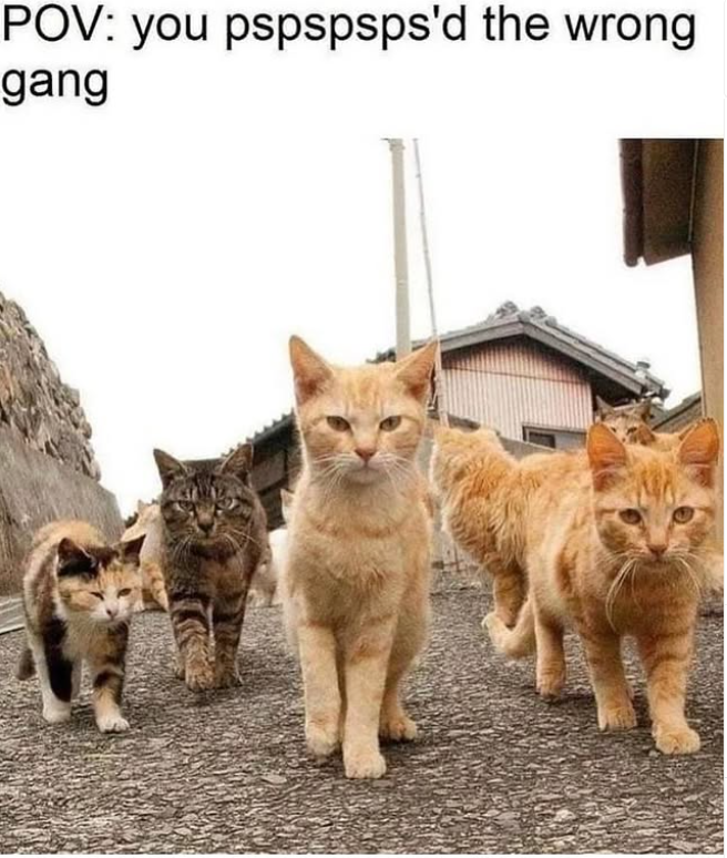POV: you pspspsps'd the wrong gang